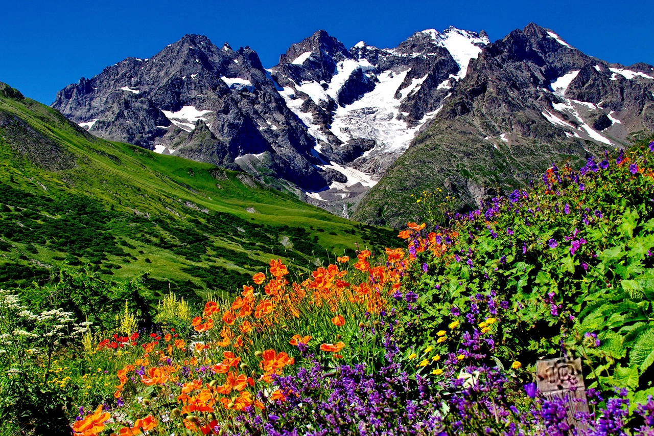 Fleur des Alpes